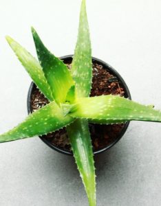 A aloe plant