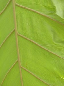 A green philodendron