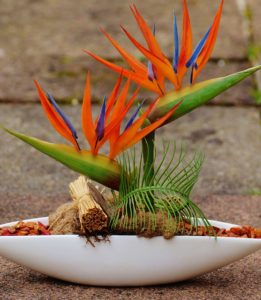 How Do You Treat Root Rot in Bird of Paradise - A Full Guide