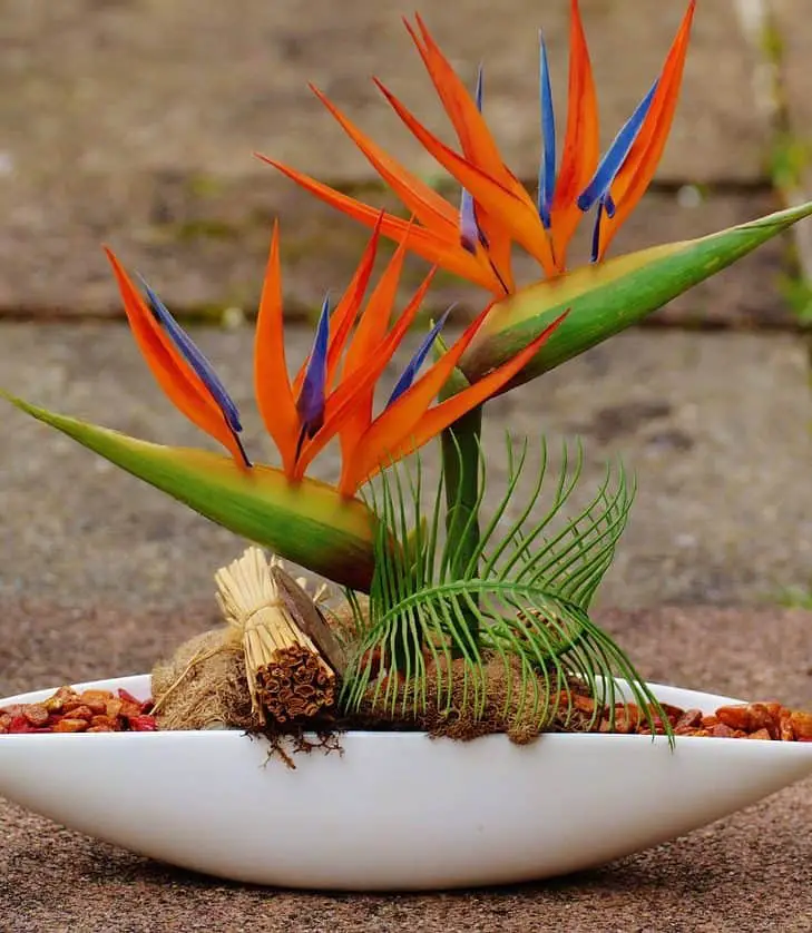 How Do You Treat Root Rot in Bird of Paradise A Full Guide