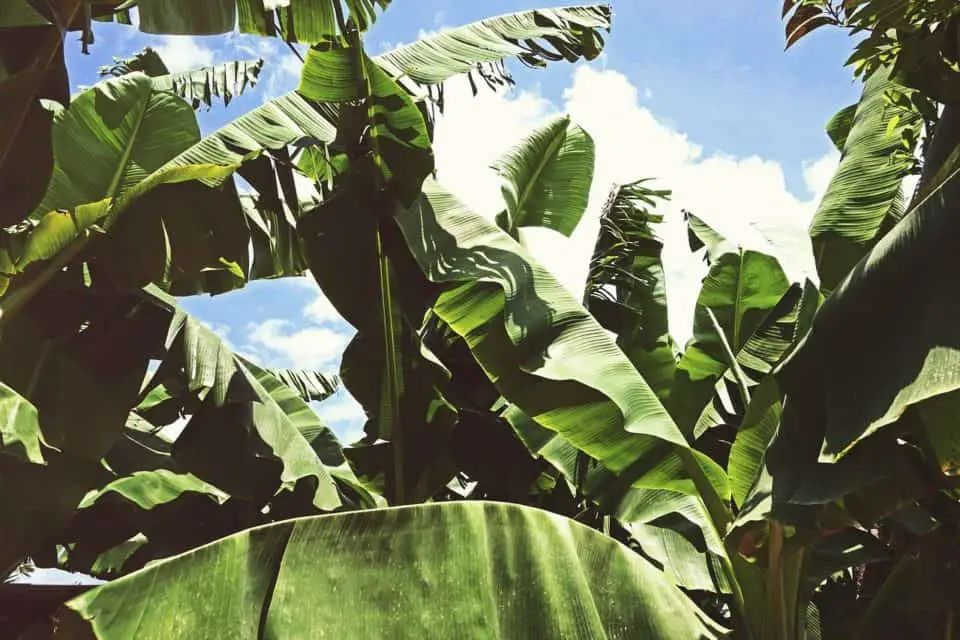 A banana plant on the article Why are Your Banana Plant Leaves Curling