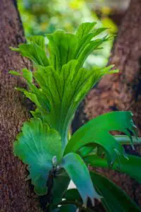 A staghorn fern