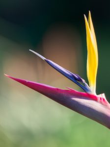 A birds of paradise