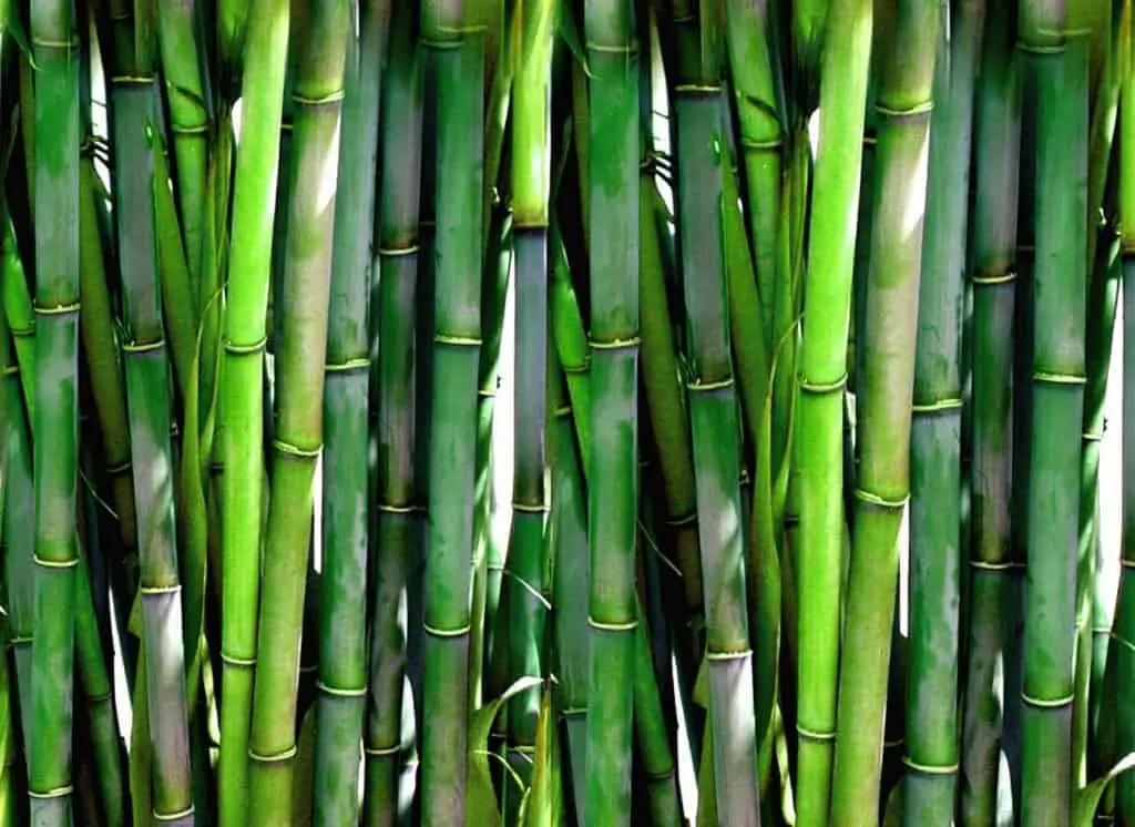 Lots of bamboo on the article Are Bamboo Pots Good For Plants