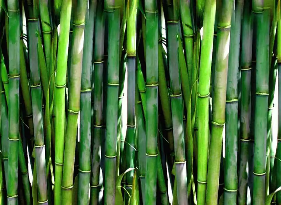 Are Bamboo Pots Good For Plants? All You Need to Know