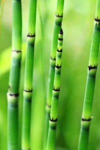 Green bamboo