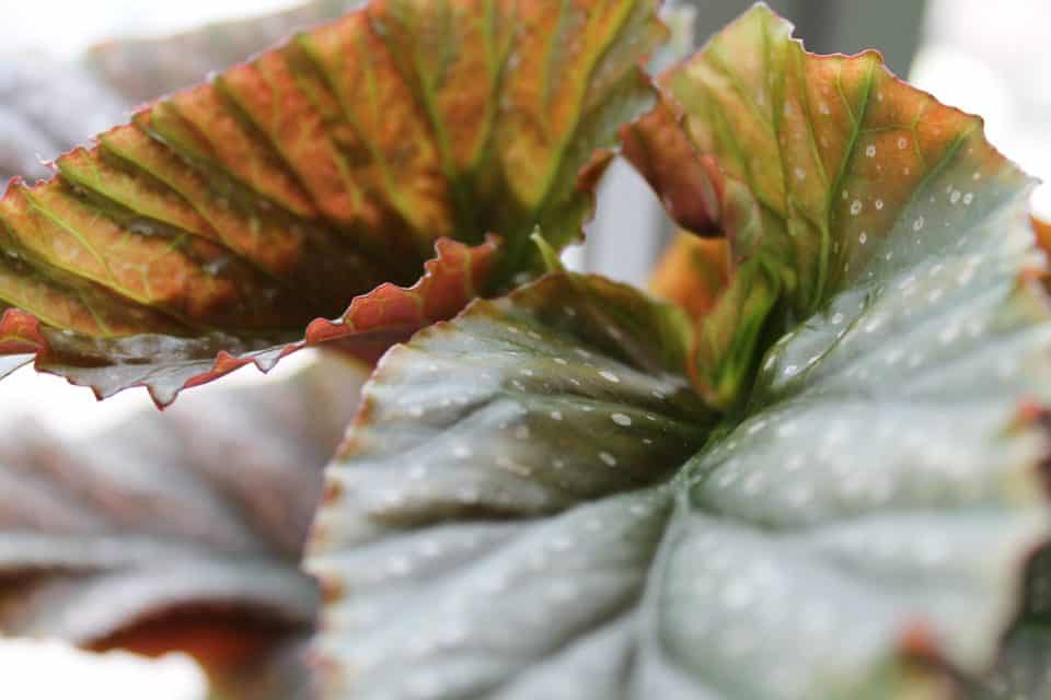 A begonia on the article Why is my Angel Wing Begonia Drooping?