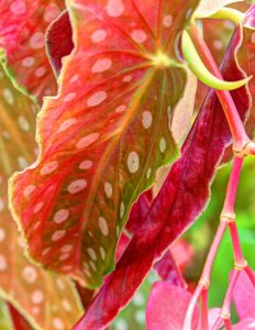 A begonia