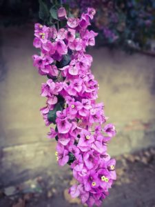 A bougainvillea