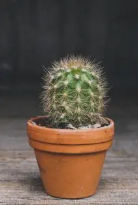 A plant pot with a cactus in