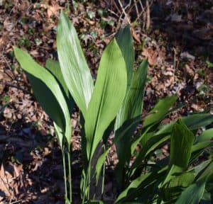 A cast iron plant