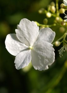 Climbing hydrangea