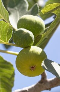 A green fig tree