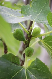 Lots of green figs