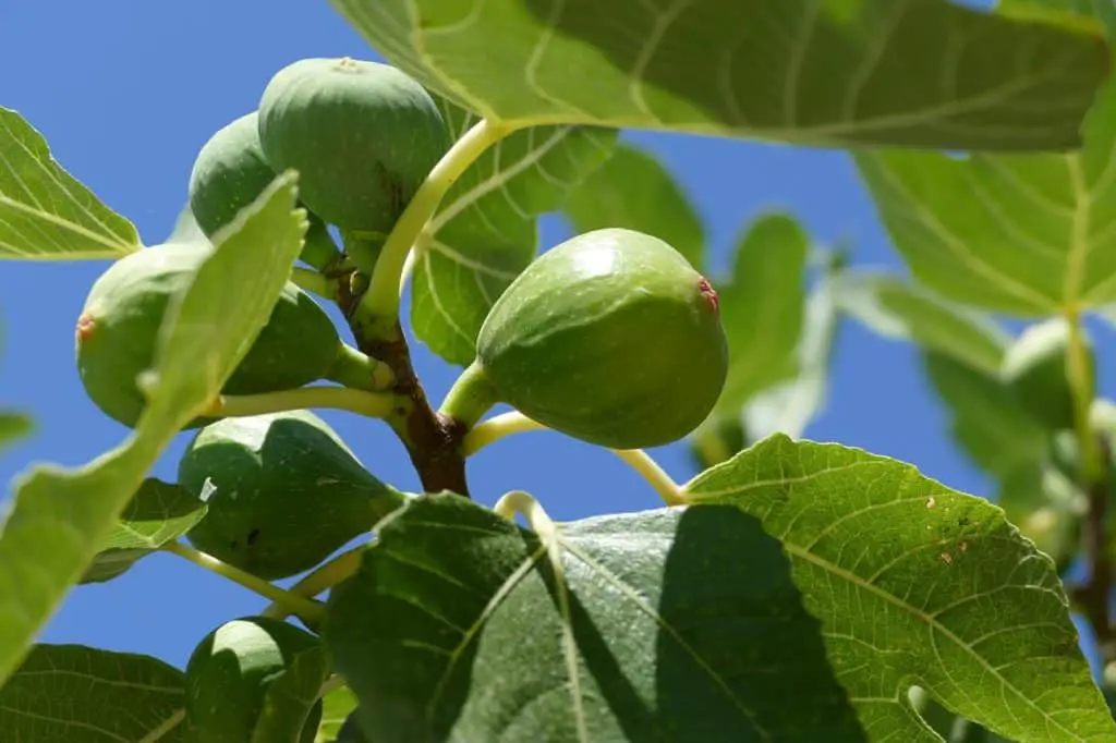 A fig tree on the article Are Coffee Grounds Good For Fig Trees