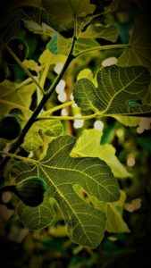 A fig tree with figs on