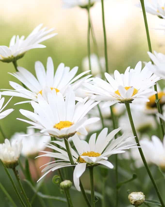 Why Is My Tahitian Bridal Veil Not Flowering? (A Full Guide)