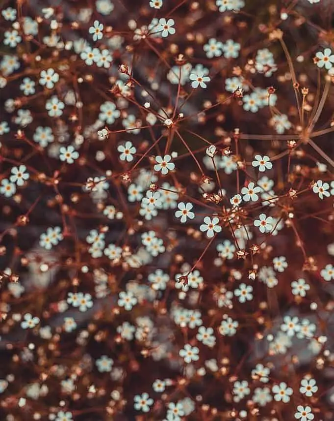 Why Is My Tahitian Bridal Veil Not Flowering? (A Full Guide)