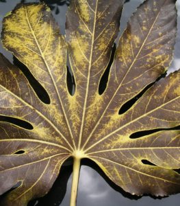 A fatsia japonica