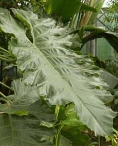 A philodendron