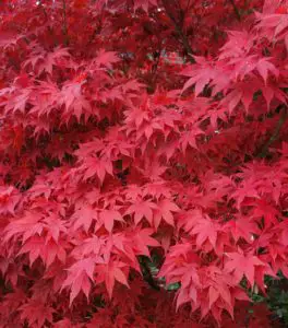 A japanese maple