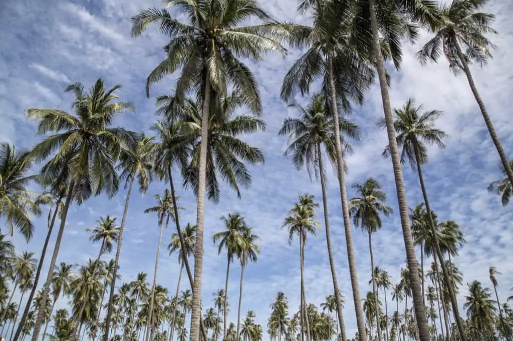 A coconut palm on the article How do you Revive a Coconut Plant?