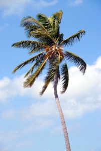 A coconut palm