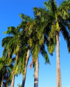 Lots of coconut palm