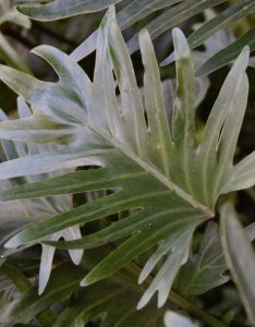 A philodendron