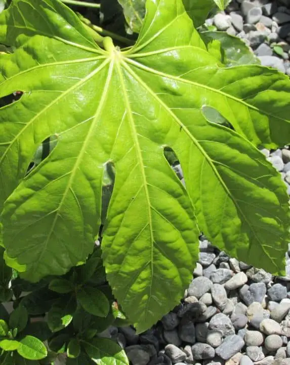 A fatsia japonica on the article Common Fatsia Japonica Problems