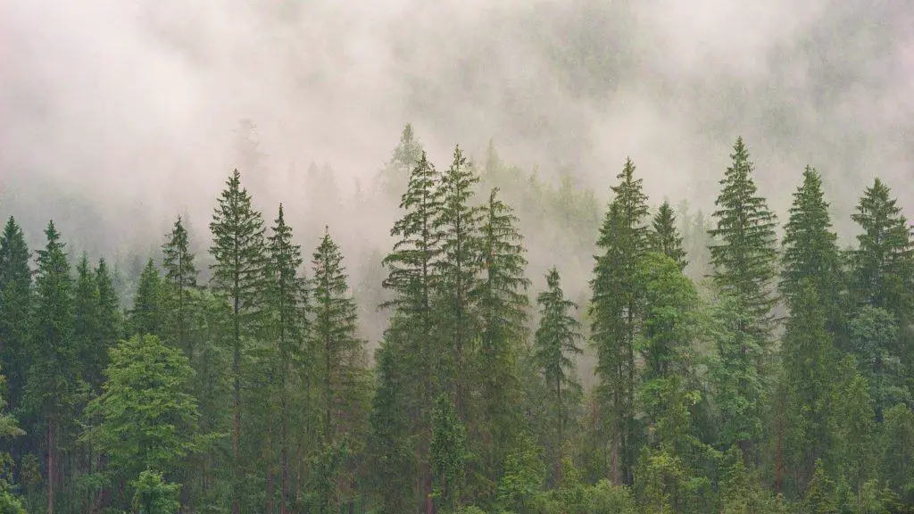 A large forest of conifers on the article What is the Best Garden Shredder for Conifers