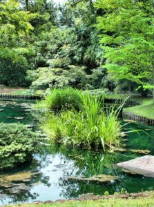 A stunning pond landscape