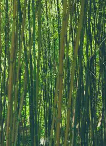 Lots of bamboo shoots
