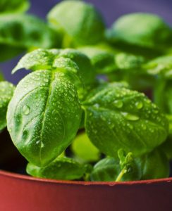 A basil plant