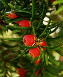 A english yew