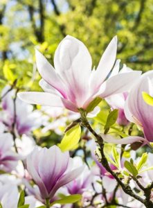 A magnolia