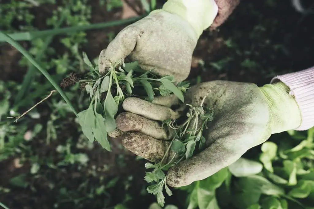 Gardening gloves on the article What are the Best Ladies Gardening Gloves