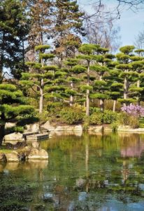 A Japanese Cedar