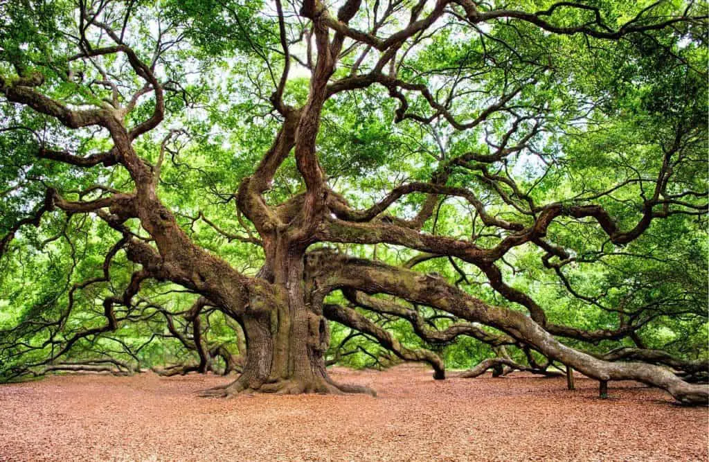 A large oak tree on the article What Funeral Plants can be Planted Outside
