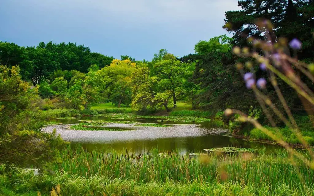 A pond on the article What are The Best Marginal Plants for Small Ponds