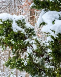 A red cedar