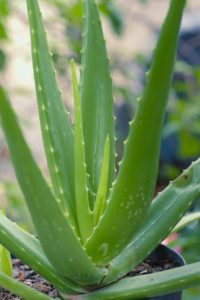 A aloe vera plant