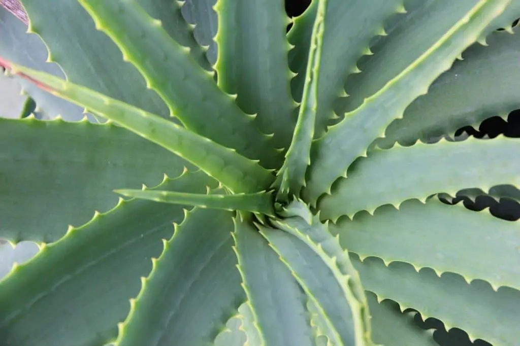 A aloe vera plant on the article Why are my Aloe Vera Plant Leaves Bending
