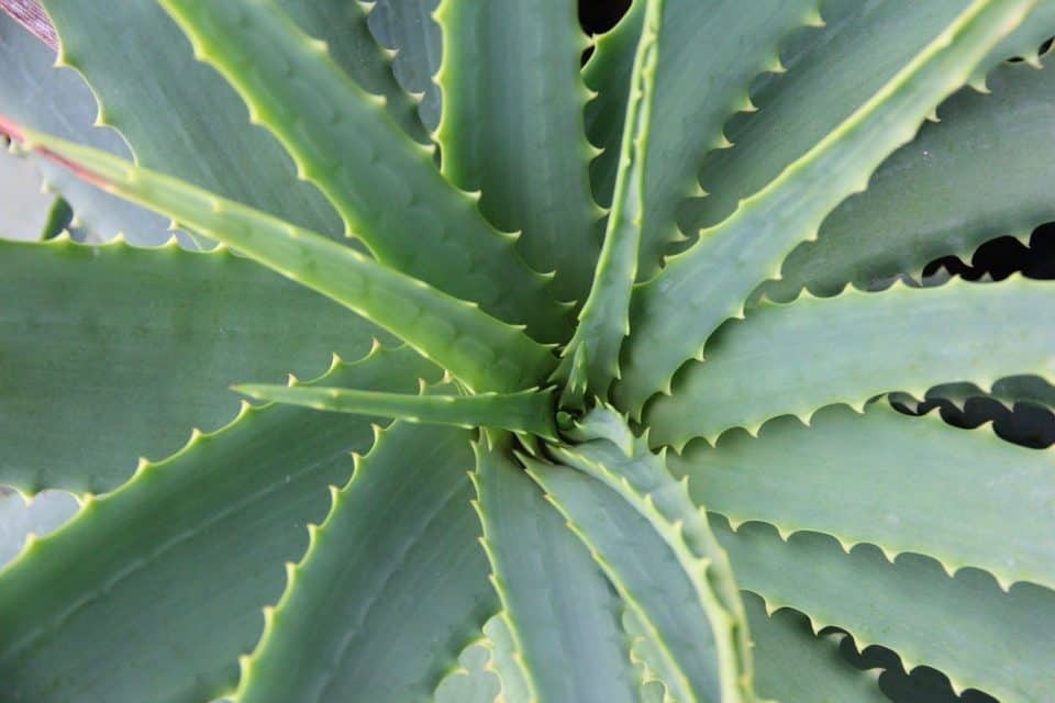 A aloe vera plant on the article Why are my Aloe Vera Plant Leaves Bending
