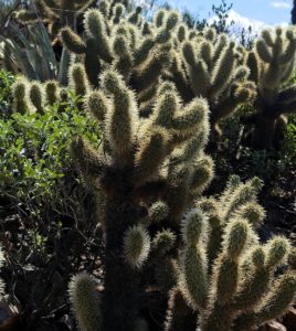 Teddy bear cholla