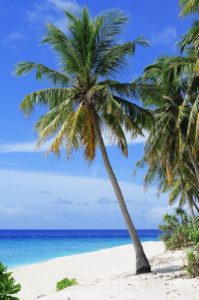 A palm tree on a beach