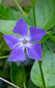 A purple vinca vine