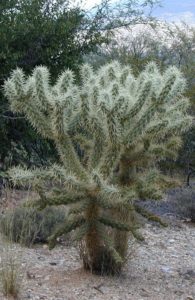 A jumping cholla