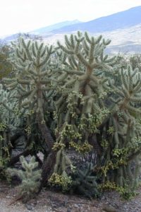 Jumping cholla