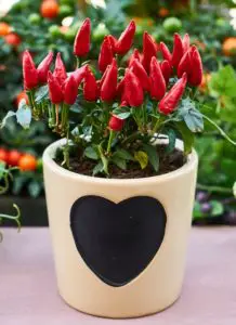 A pot full of red flowers